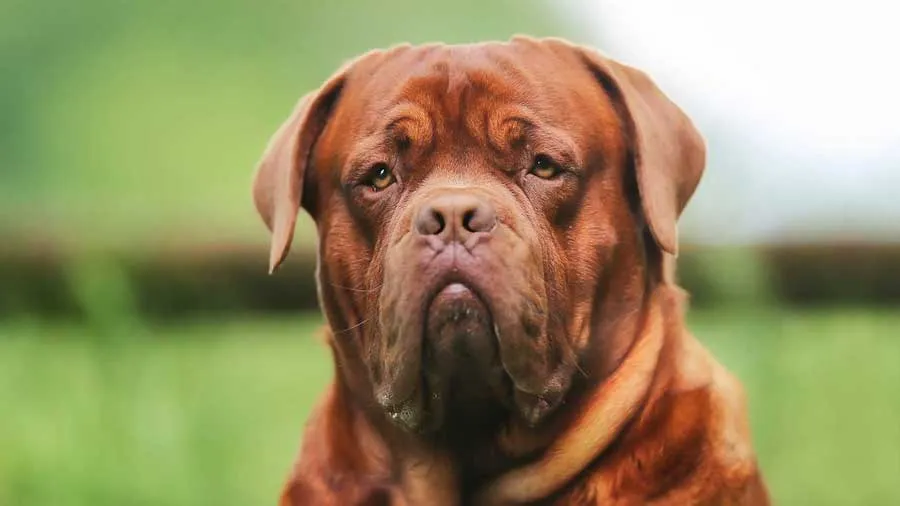 Dogue de Bordeaux